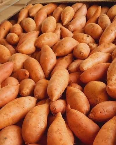 Bellevue Sweet Potato