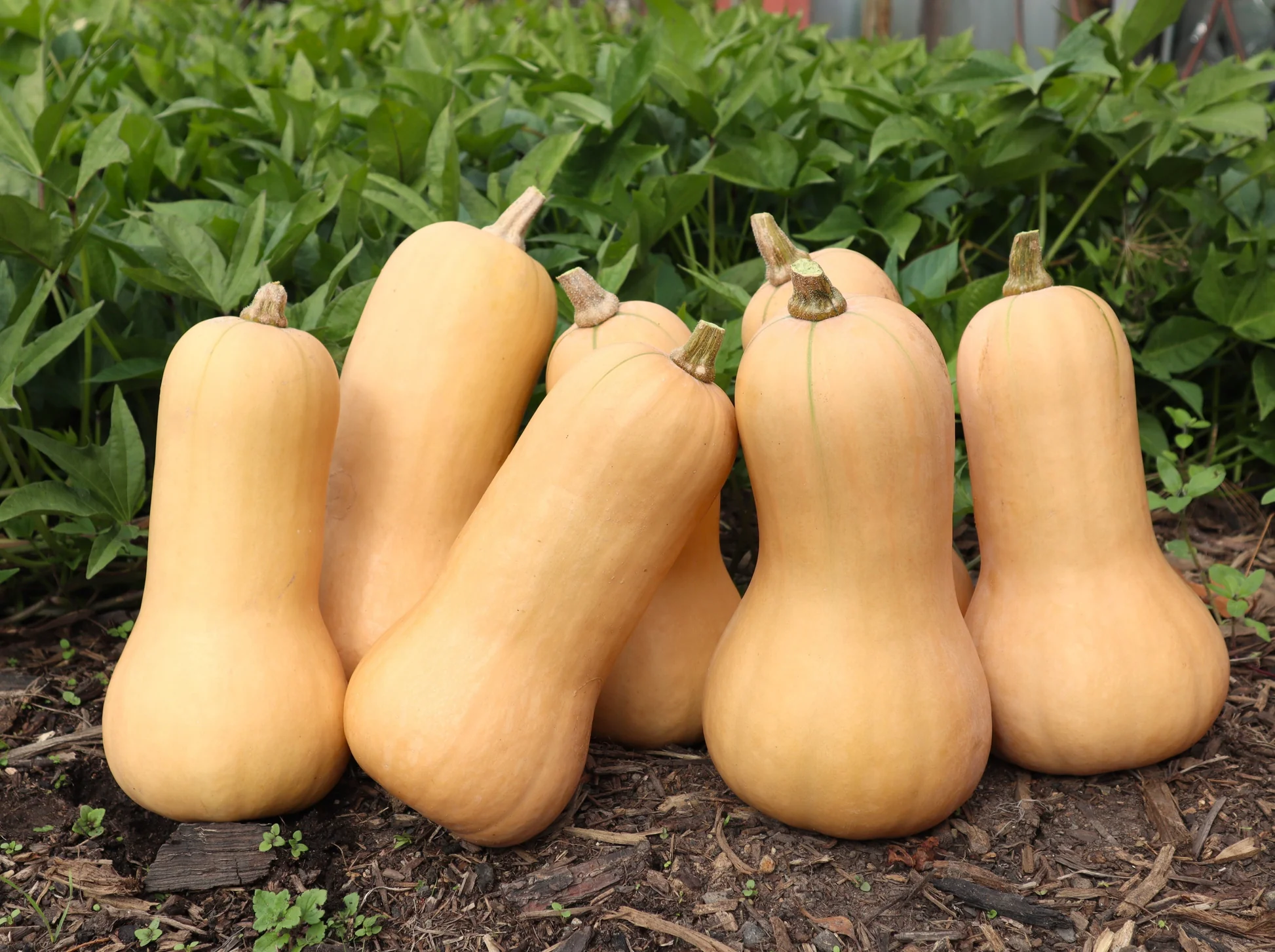 Butternut Pumpkin