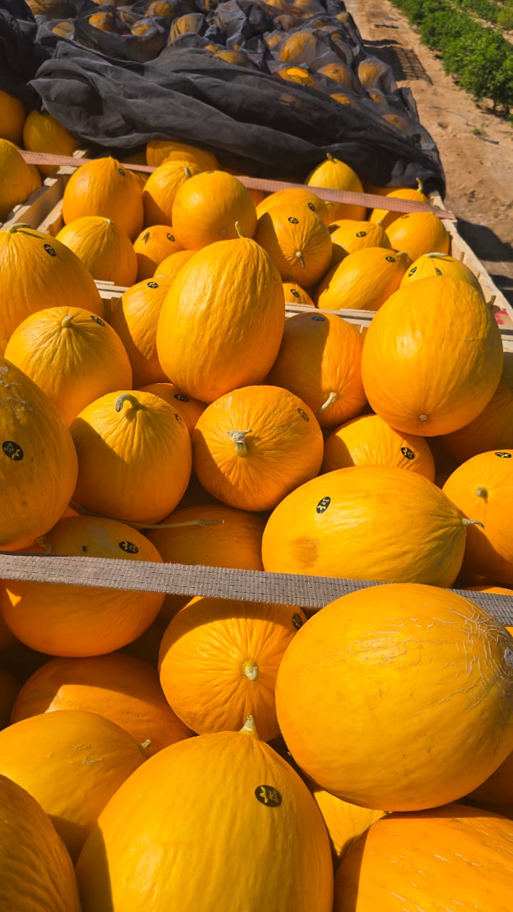 Canary Yellow Spanish Melon