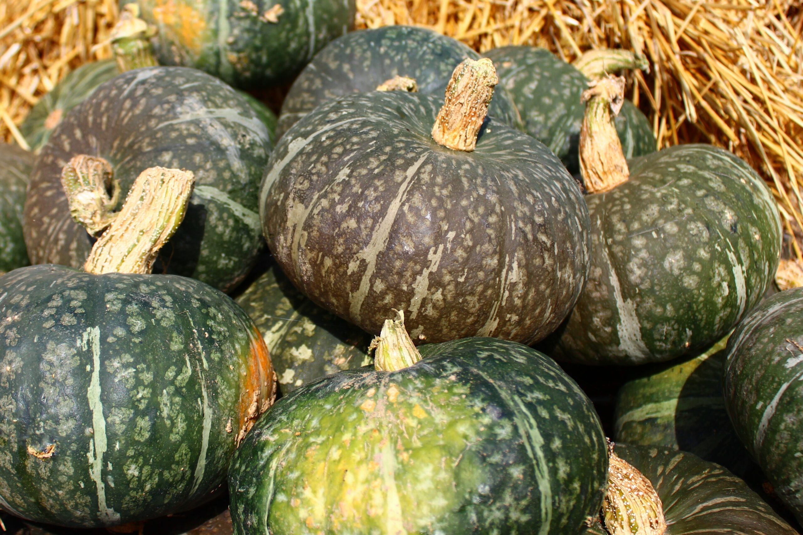 Delica Pumpkin