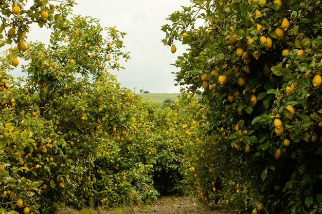 Grapefruit Orchard