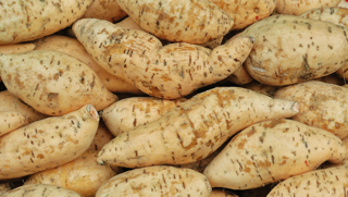 Henry White Sweet Potato