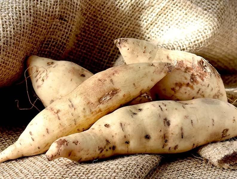Henry White Sweet Potato