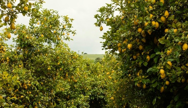 Lemon Field