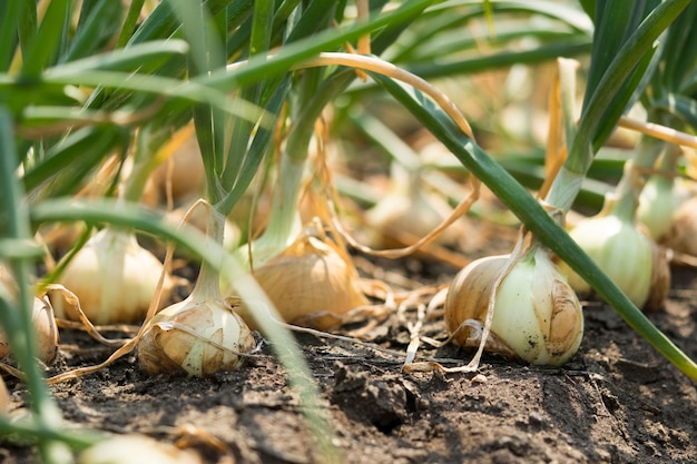 Onion Field