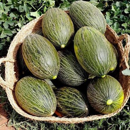 Piel de Sapo Green Spanish Melon
