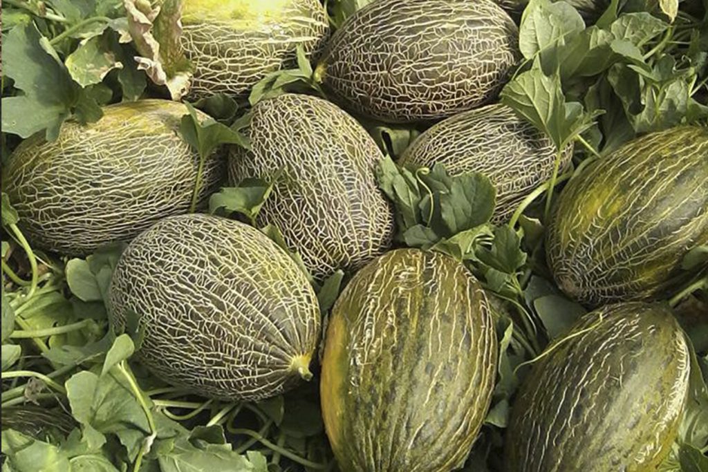 Piel de Sapo Green Spanish Melon