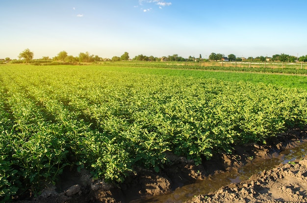 Potato Field