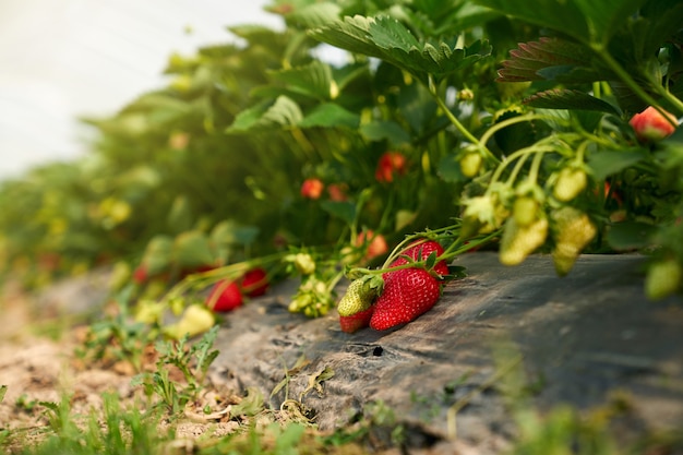 Strawberry Farm