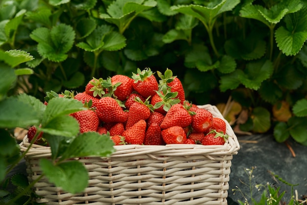 Strawberry Harvest