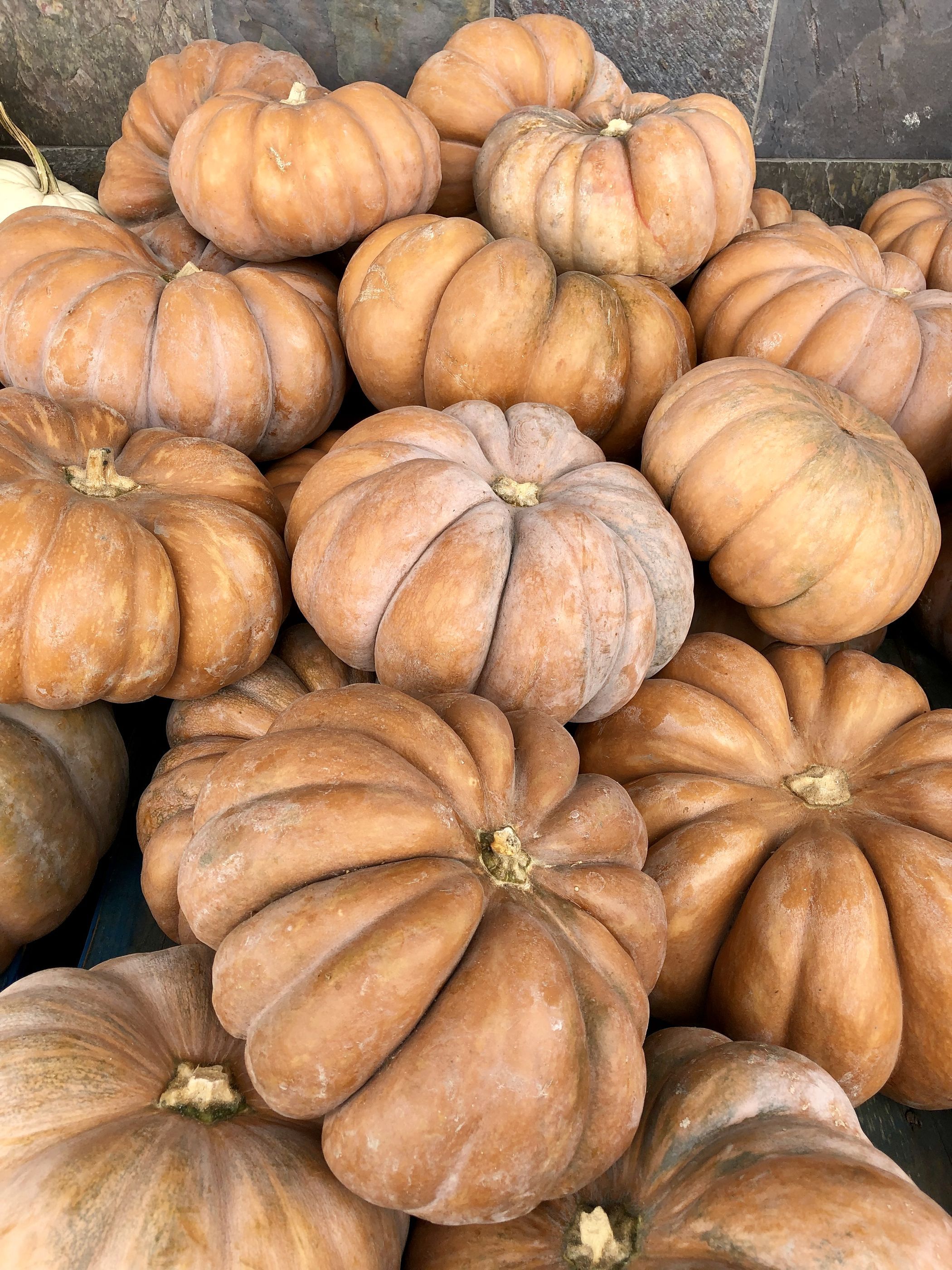 Sultan's Aunt Pumpkin