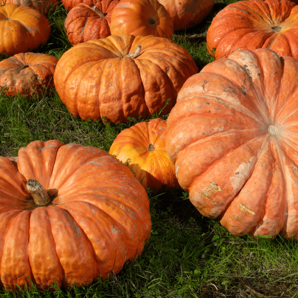 Sultan's Aunt Pumpkin