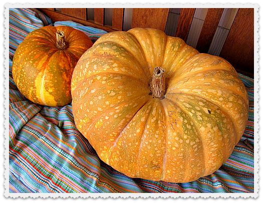 Sultan's Aunt Pumpkin